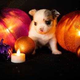Chihuahua Puppies from Arizona Adventure Chihuahuas