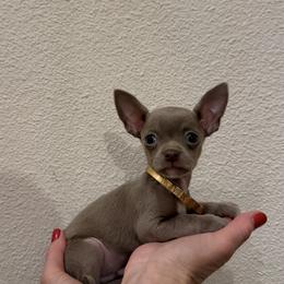 Rare lilac color 5,500 Apollo - Blue brindled fawn male Chihuahua puppy in Burleson, Texas from Tiny Diiamond Chihuahua