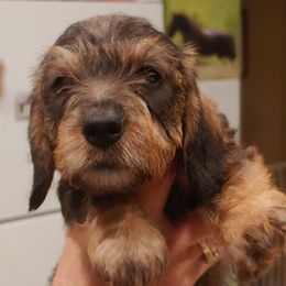 Dachshunds and Rottweilers from Braeside