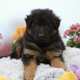 Black - Black and red German Shepherd puppy in El Dorado, California from von den Bären Shepherds