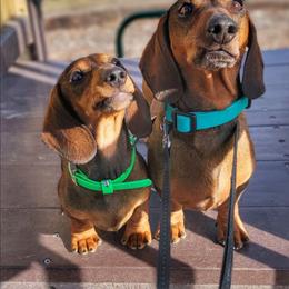 Hedra - Red female Dachshund puppy in Mountain Grove, Missouri from Blueprint K9 Dachshunds- www.BlueprintK9.com