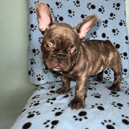 French Bulldog Puppies from Tiny Besties