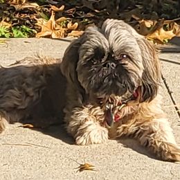 Lizzie - Shih Tzu
