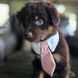 Camshaft - Red tri male Miniature Australian Shepherd puppy in Paris, Texas from Blue Envy Mini Aussies