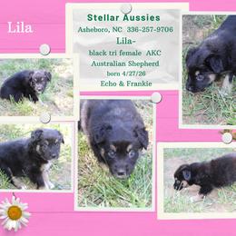 Lila - Black tri-color female Australian Shepherd puppy in Asheboro, North Carolina from Stellar Aussies