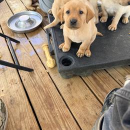 Boy 1 - Yellow male Labrador Retriever puppy in Stafford, Virginia from Debandles Kennels
