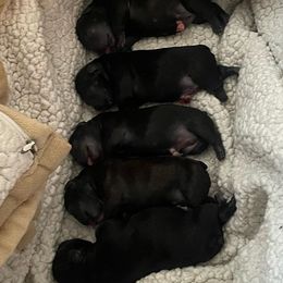 French Bulldogs from Calabasas Bullies