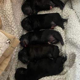 French Bulldogs from Calabasas Bullies