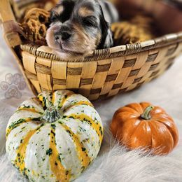 Dachshund Puppies from Treasure Dachshunds