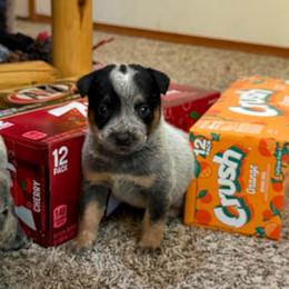 Boy 1 - Blue speckled male Australian Cattle Dog puppy in Concrete, Washington from Back Country Australian Cattle dogs