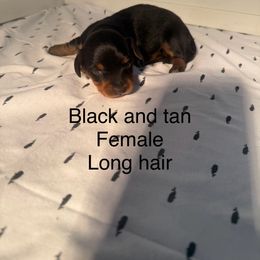 Black and tan girl - Black and tan female Dachshund puppy in Mount Vernon, Ohio from Double A Dachshunds