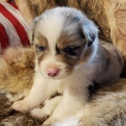 Australian Shepherds from Faith Valley Farm