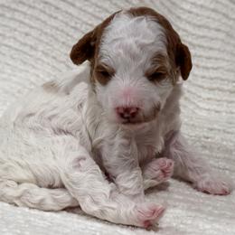 Alex - Parti female Poodle puppy in Fort Collins, Colorado from Yellow Dog Farm