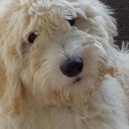 Goldendoodles from Dallas Golden Doodles