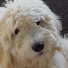 Goldendoodles from Dallas Golden Doodles