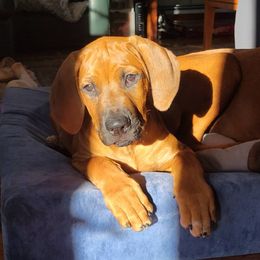 Rhodesian Ridgeback Puppies from Supernova Ridgebacks