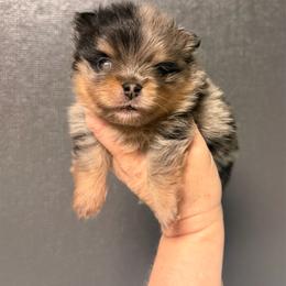 Griffin - Blue merle male Pomeranian puppy in Newport Beach, California from Exotic City Pomeranians and chihuahuas