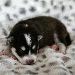 Pomsky Puppies from Saint Peters Pomskies
