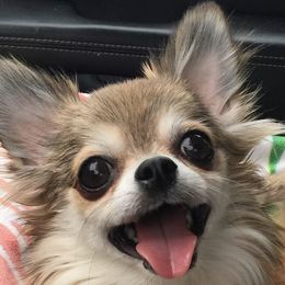 Mina - Chihuahua