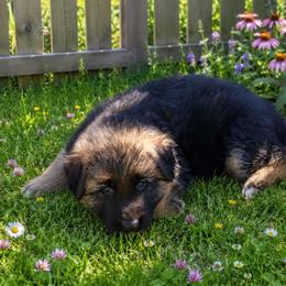 Dakota gray collar - Black and red male German Shepherd puppy in Lake Ann, Michigan from Furman German Shepherds