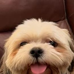 Lucie - Shih Tzu