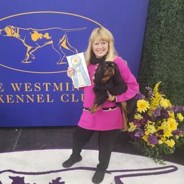 Bam Bam - English Toy Spaniel
