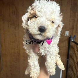 Snowy - White female Cavapoo puppy in Greensburg, Kentucky from Doodle Me Crazy