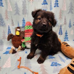 Orange collar (used to be Lt Blue) - Sable female German Shepherd puppy in Ramsey, Illinois from Haus-Farr German Shepherds