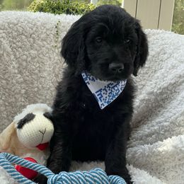 Calvin - Black male Goldendoodle puppy in Rocky Point, North Carolina from CelticDoods