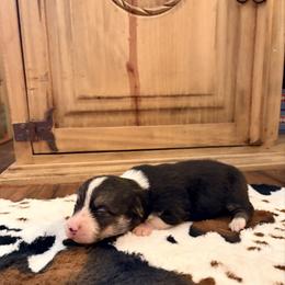 Girl 1 - Black and tan female Pembroke Welsh Corgi puppy in Johnson City, Texas from McCall Creek Corgis
