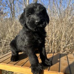 Calypso - Black female Giant Schnauzer puppy in Garden City, Missouri from Jordan Giants