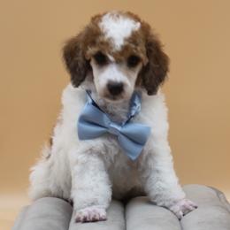 Shamrock-male - Parti male Poodle puppy in Scottsville, Kentucky from Barren River Bernedoodles and Poodles