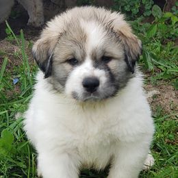 Great Pyrenees Puppies from Empyre Great Pyrenees