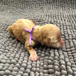 Miss purple collar - Cream female Maltipoo puppy in Springtown, Texas from North Texas Puppies