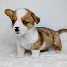 Finn - Sable merle and white male American Corgi puppy in Clarksville, Tennessee from Cold Creek Family Farm LLC
