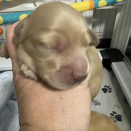 Girl 2 - Cream female Dachshund puppy in Casselberry, Florida from Amore Mini Dachshund Breeders & More
