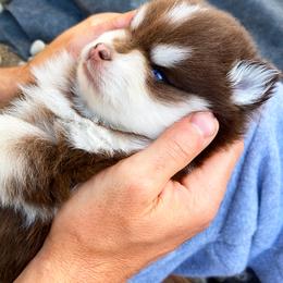 Pomsky Puppies from Pathfinder Pomskies