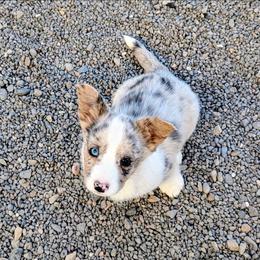 Lass - Blue merle and white female Cardigan Welsh Corgi puppy in Hotchkiss, Colorado from Bell S Ranch