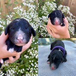 Sheepadoodle Puppies from Gainesville Sheepadoodles