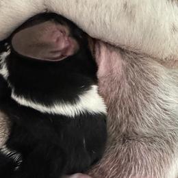 Nefertiri - Basset Hound puppy from Collegiate Bassets and Rheign Collies