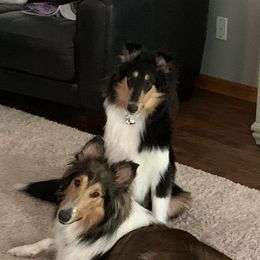 Bella - Collie