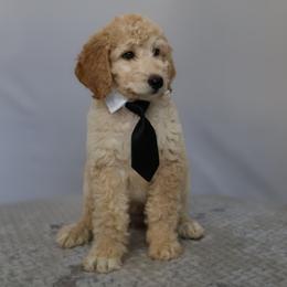 Oliver - Apricot male Goldendoodle puppy in Apopka, Florida from Rae Precious Puppies