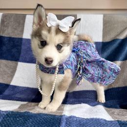 Misty - Wolf sable female Pomsky puppy in Venus, Pennsylvania from Hemlock Pines Pomsky