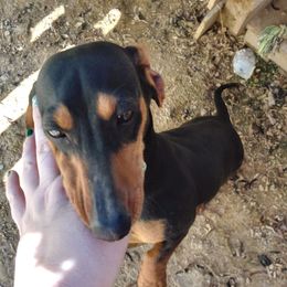Harley - Dachshund