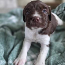 Mary - Liver and white female Brittany puppy in Alma, Georgia from Edenbright Brittanys