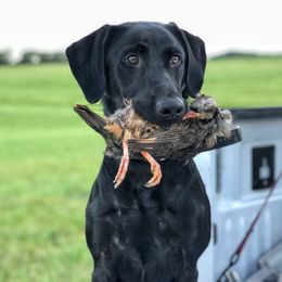 Tenny - Labrador Retriever