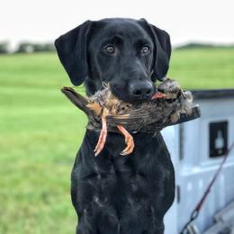 Tenny - Labrador Retriever