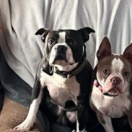 Doz - Boston Terrier