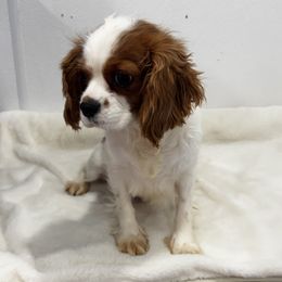 Precious - Cavalier King Charles Spaniel