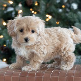 Maltipoo, Shichon, and Shihpoo Puppies from Timbercreek Puppies